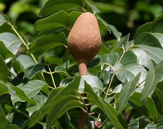  Tanaman mahoni adalah tanaman pohon yang sering kita jumpai di sekitar kita Manfaat dan Khasiat Tanaman Mahoni (Swietenia Mahagoni L. Jacq.)