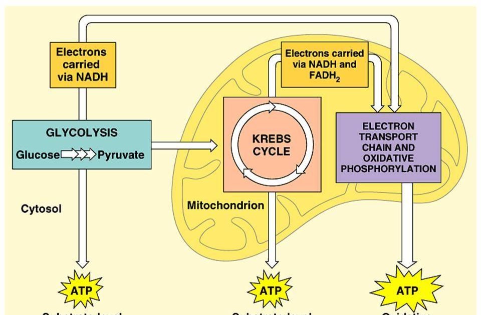 Bionomipa Indikator 26 Respirasi Aerob