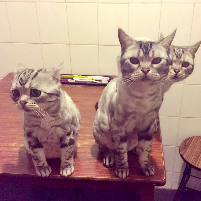 Anda akan Merasa Iba Jika Melihat Wajah Kucing Yang Satu Ini