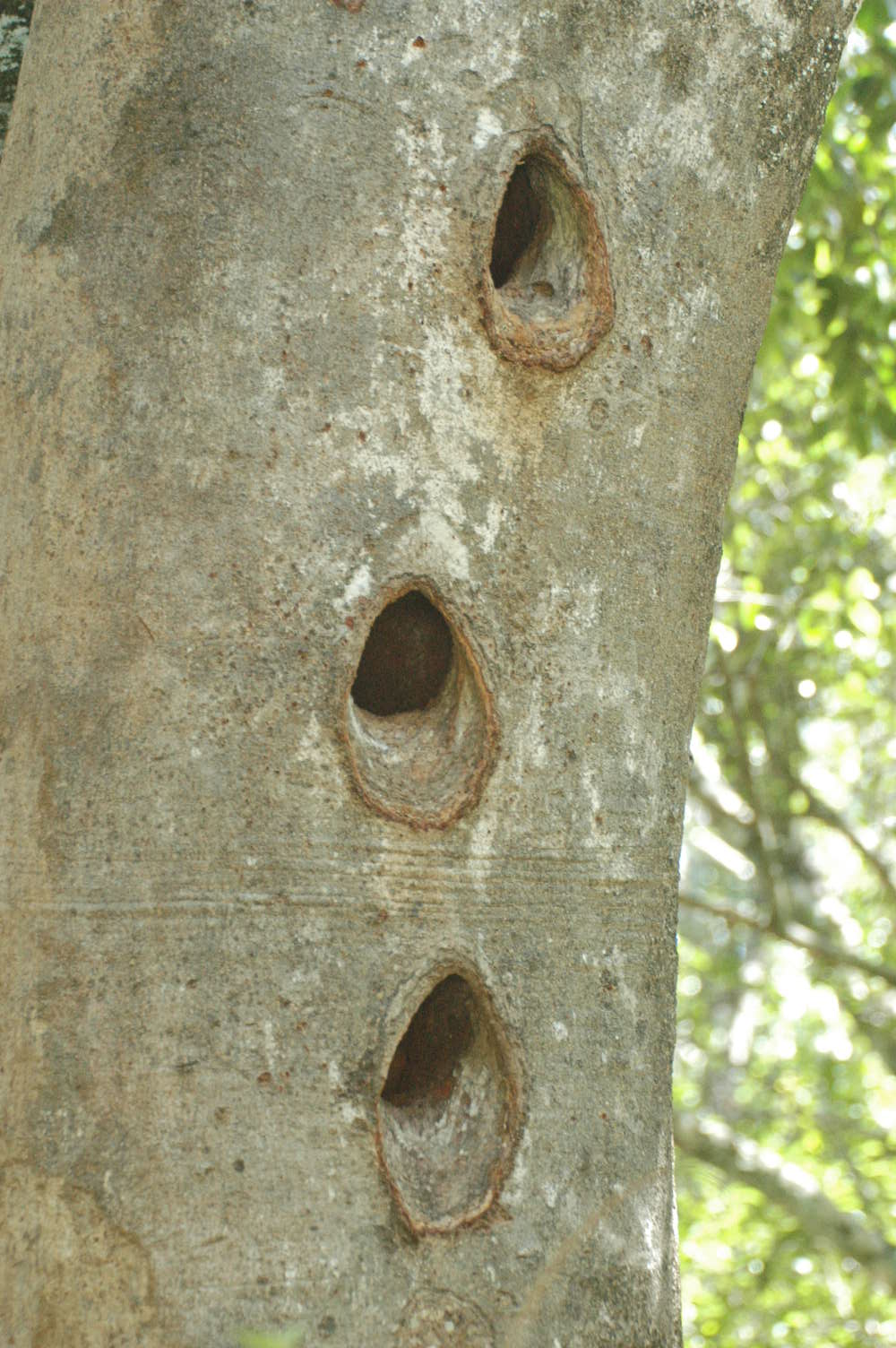 Sri Lanka Birds: Why we should protect Old, Large, Living Trees?