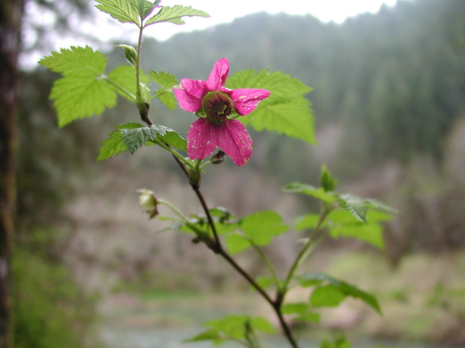 Wildwood Flower A Mountain Hearth