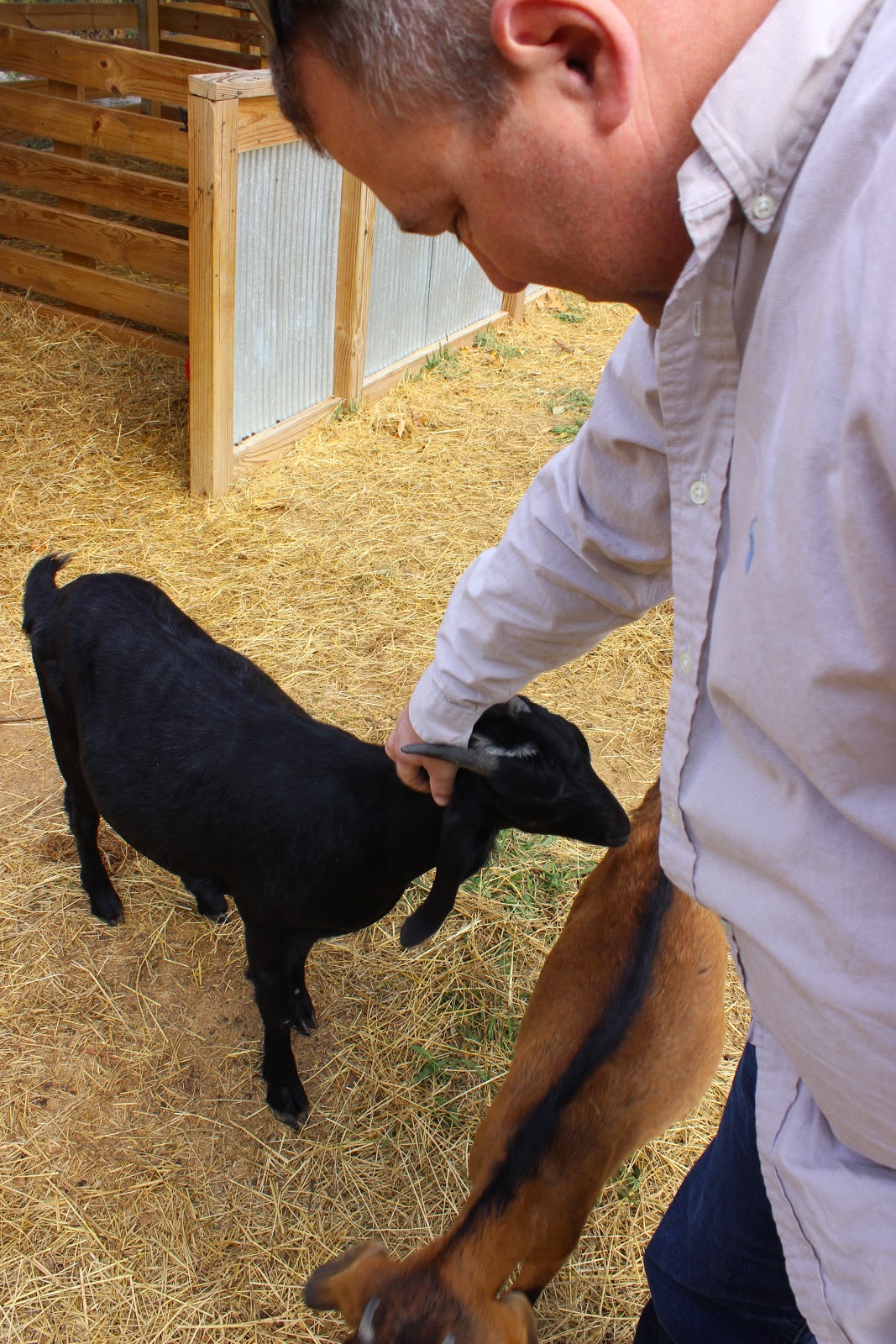 goat goat