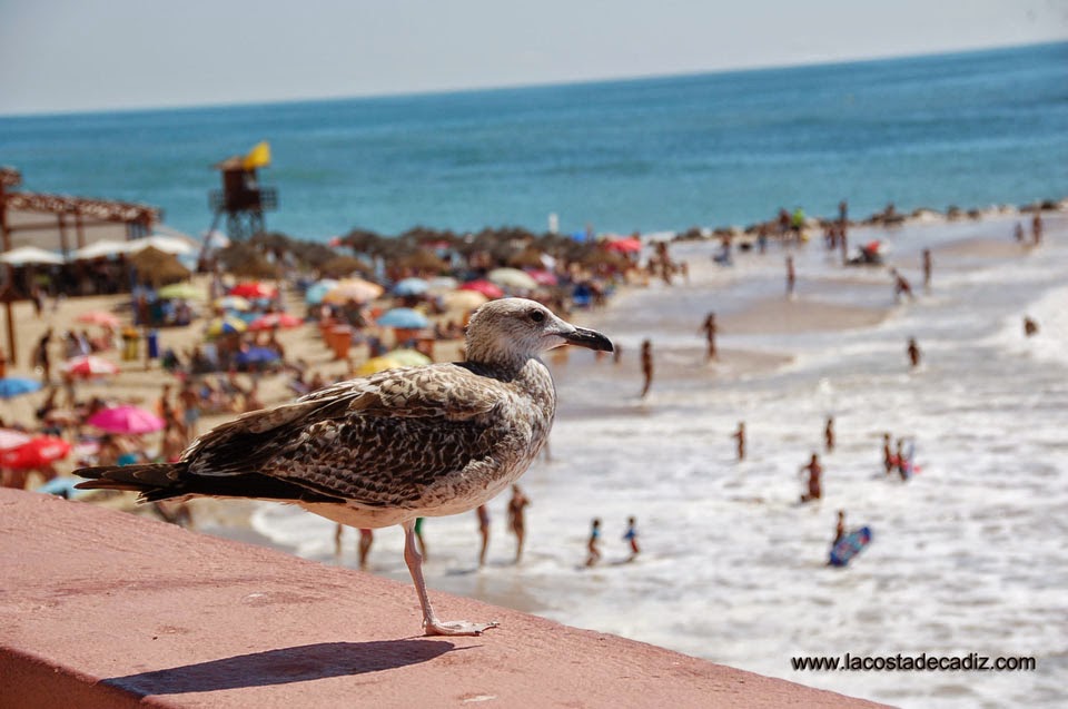 www.lacostadecadiz.com