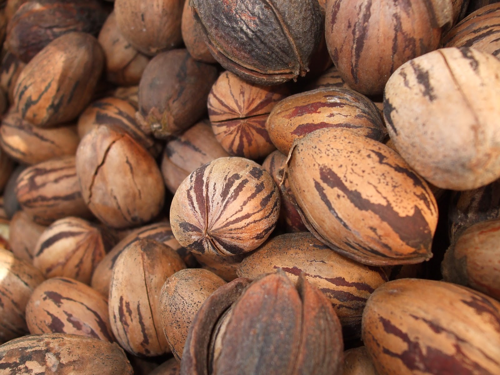 Bowmans on the Road Pecan Picking