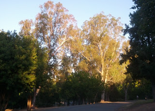 Sunlight highlights two tall trees among the shadows in Vasona Park