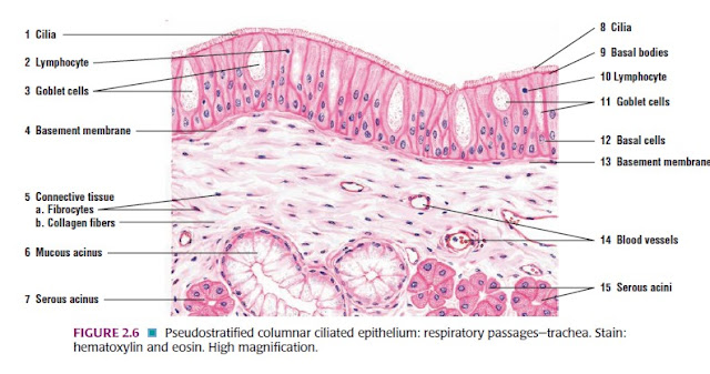 Histologi.Jaringan Epitel