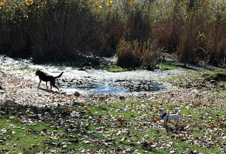 Rambo splashing and Thelma watching Rambo splashing and Thelma watching