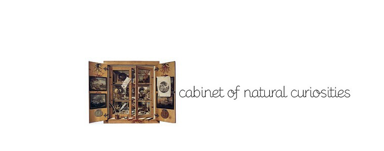 Cabinet Of Natural Curiosities Rebecca Cairns Toronto Canada