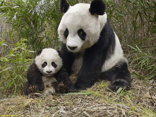 BLOQUE I HECHOS  Y  FENOMENOS  Ane+panda