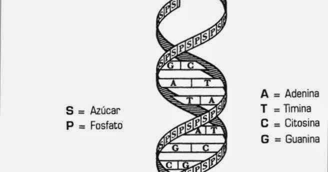 Selectividad 2014 "I.E.S. José Caballero": Función de ADN