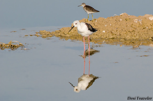 bird looking at its own reflection 