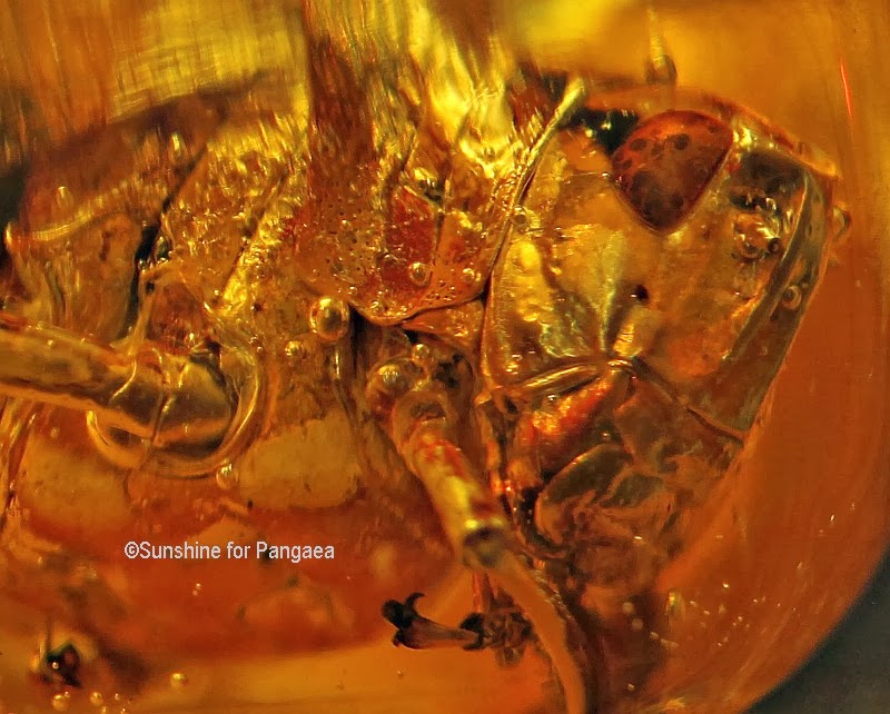 Grasshopper in amber Grasshopper in amber