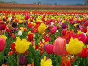 tulipanes naturales