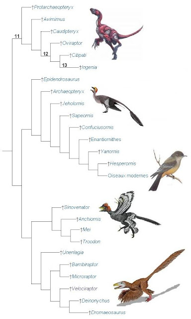 Normal_Phylogeny.JPG