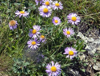 Aster alpinus (Astro alpino)