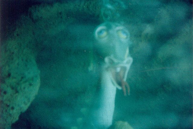 Submarine Mermaid Appearance Tour Submarine Mermaid Appearance Tour