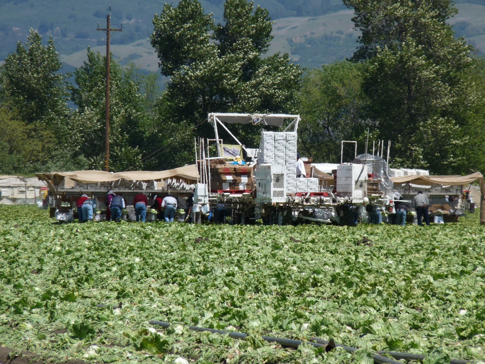 Lettuce Growers See Big Rally California Agriculture News Today