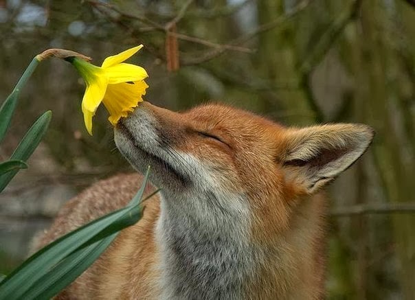 Лиса нюхает цветок