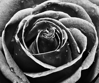 the significance of the black rose For too long, not enough has been done to protect the fighting men and women in our armed forces it's time for us to show the nation that the brave people. the significance of the black rose For too long, not enough has been done to protect the fighting men and women in our armed forces it's time for us to show the nation that the brave people.