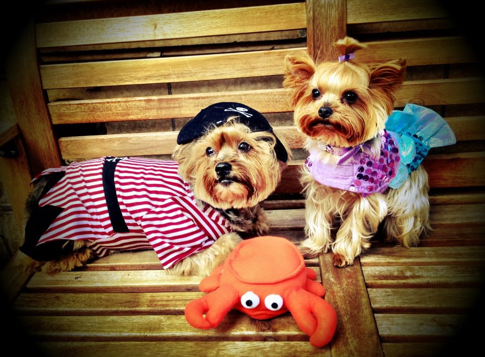 prisky paws DIY Inexpensive and Neat Pet Closet