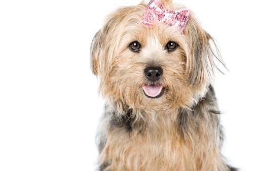 Female Dog Names In Australia Female Dog Names In Australia