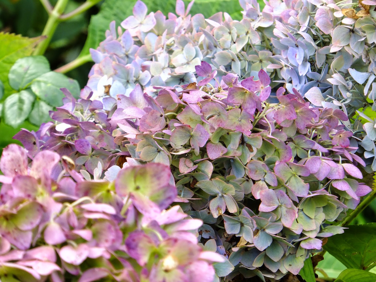 My Carolina Yard Hydrangea Care Pruning