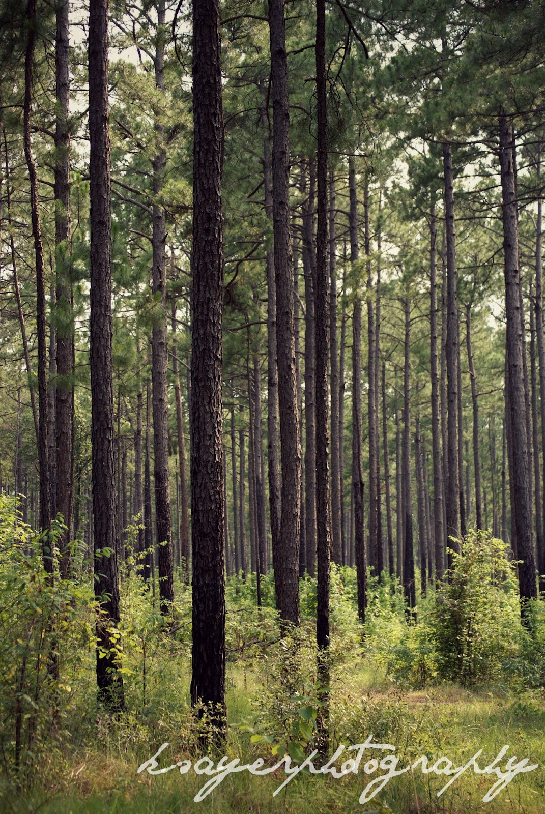 ksayerphotography Kisatchie National Forest Louisiana USA