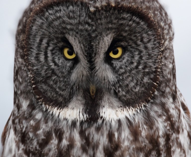 Ohio Birds and Biodiversity Great Gray Owl