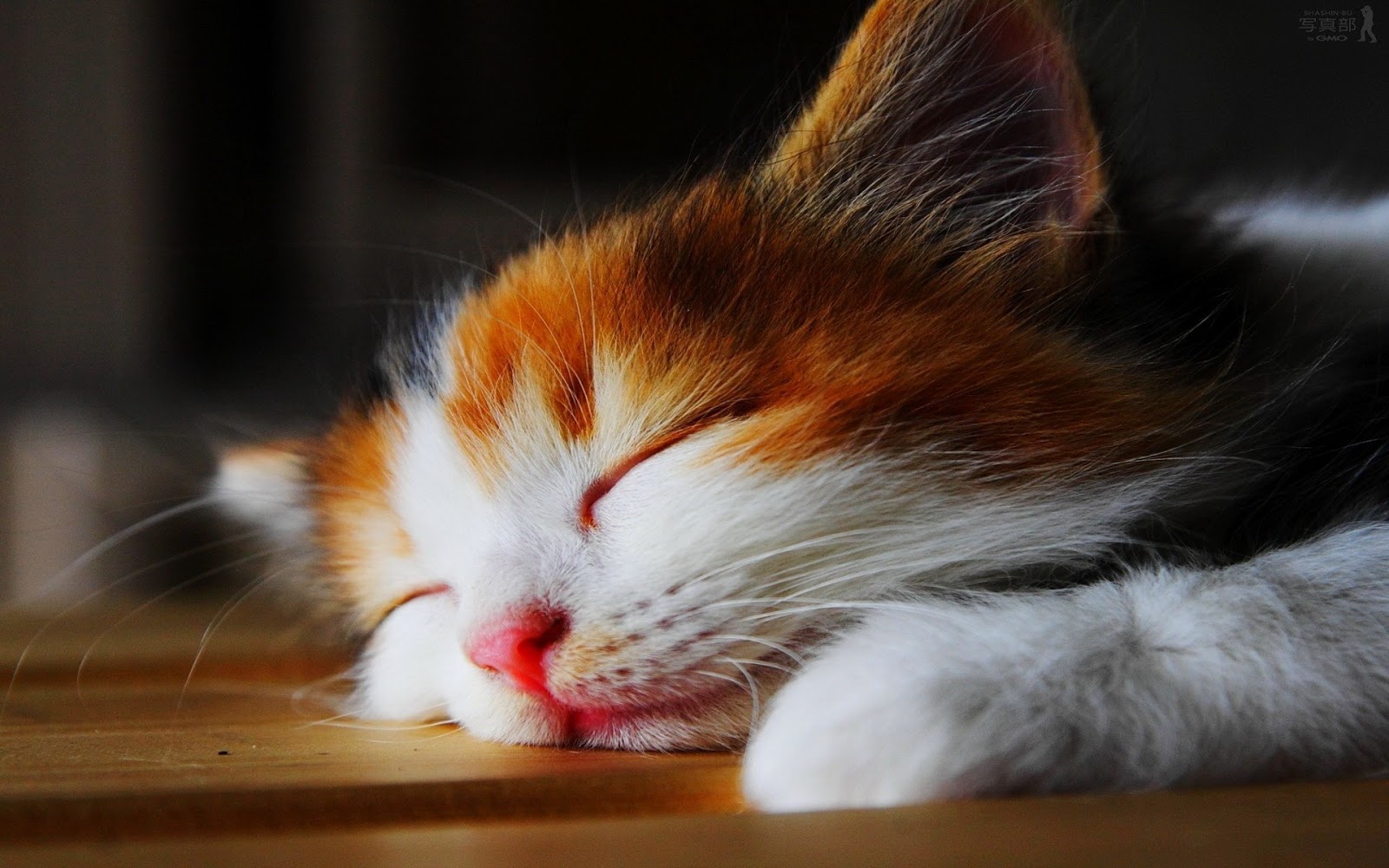 Cute Cat Wallpaper Hd | Cat Wallpaper