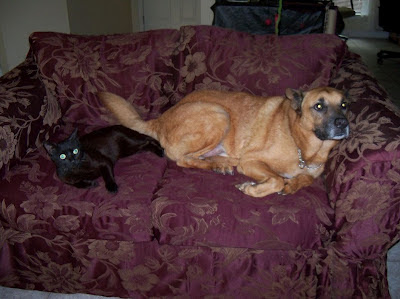 George our black cat & Buddy our dog