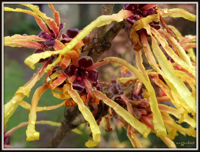 Hamamelis x intermedia 'Aurora'