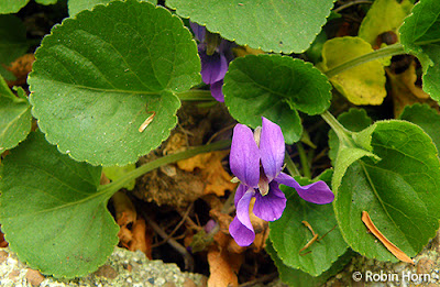 Small Violets in Greenery