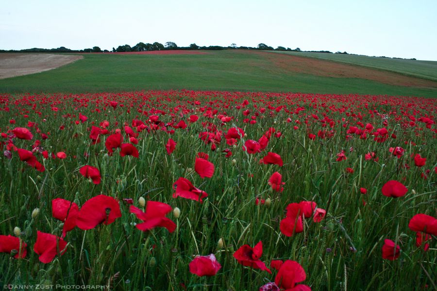 26. Falmer flower fields by Danny Zust 26. Falmer flower fields by Danny Zust