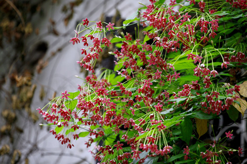 [Image: hoa-su-quan-tu-moc-ben-nha-co-9.JPG]