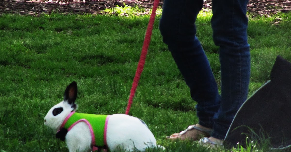 EV Grieve Today in photos of rabbits on leashes in Tompkins Square Park