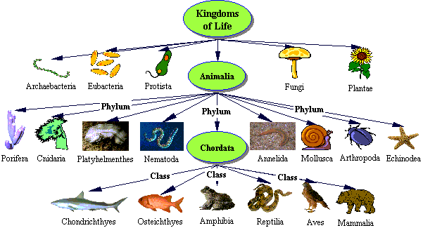 Pengertian dan Pengelompokan Klasifikasi 5 Kingdom (Animalia)