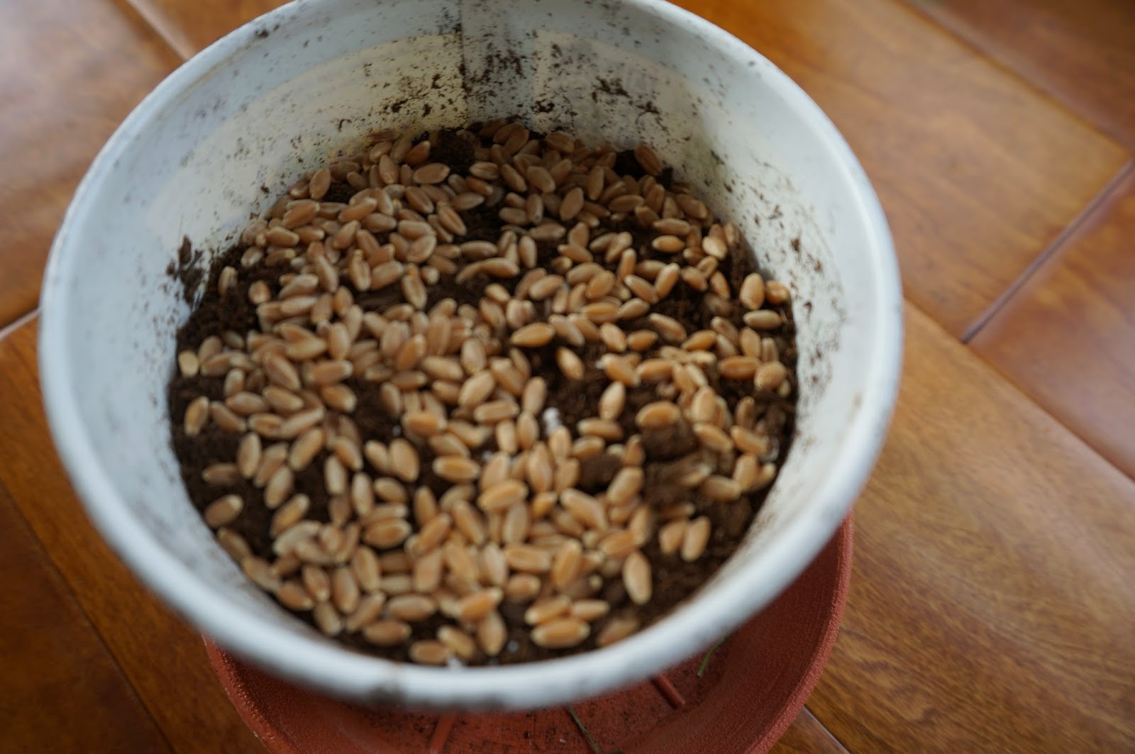 Cats On The Homestead Growing Wheat Grass for the Cats (and dogs)