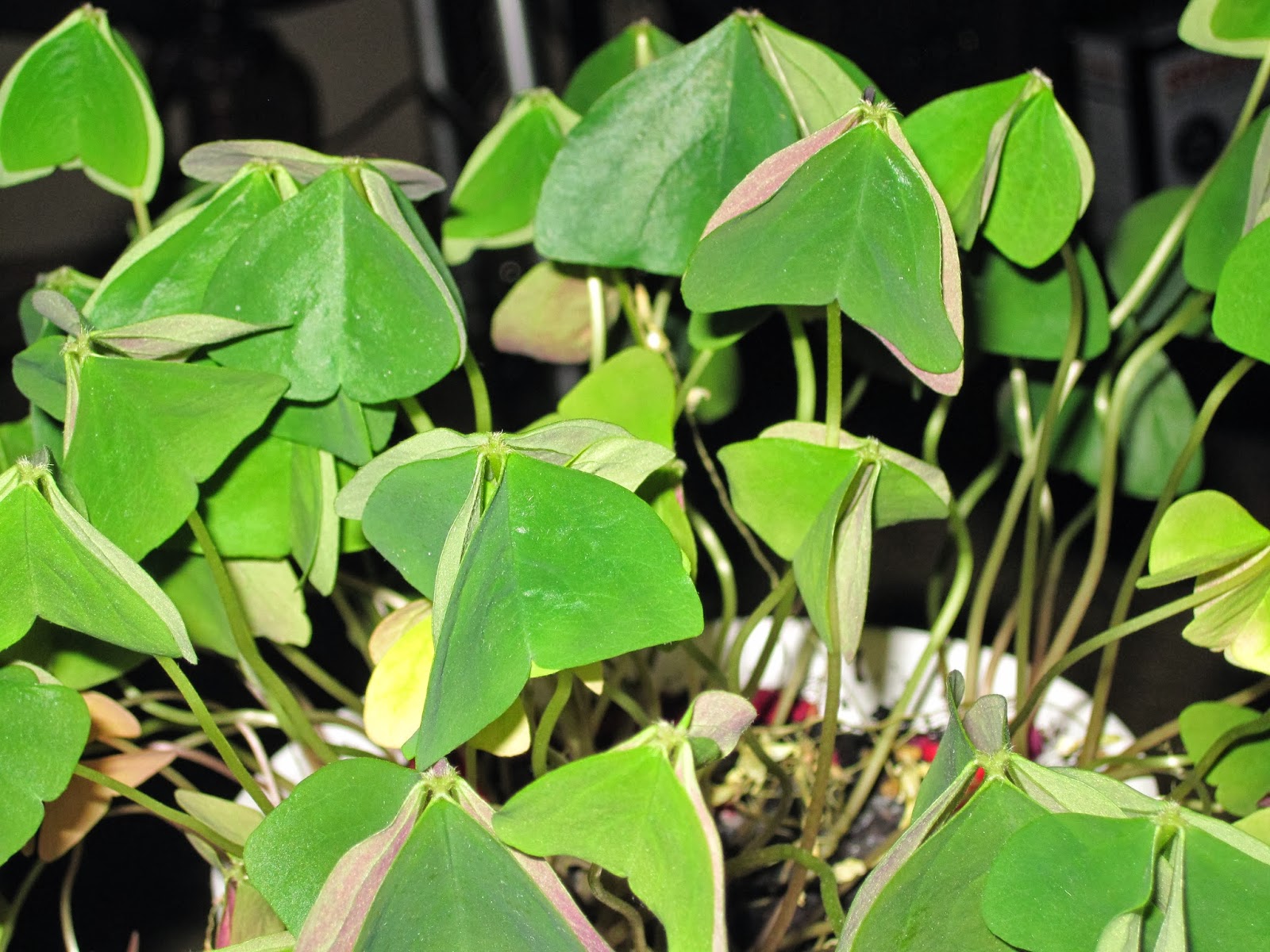 Faith_Family_Farm Living the Shamrock Life