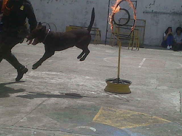 Perros en accion