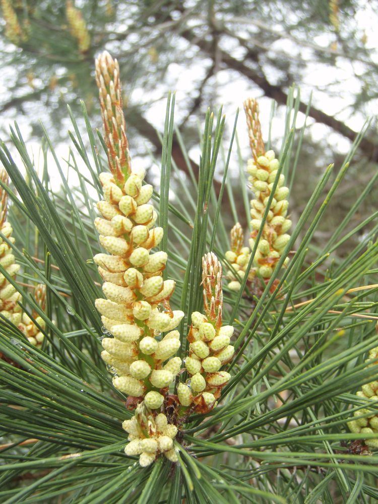 のーむ S 自然彩集百科事典 アカマツ