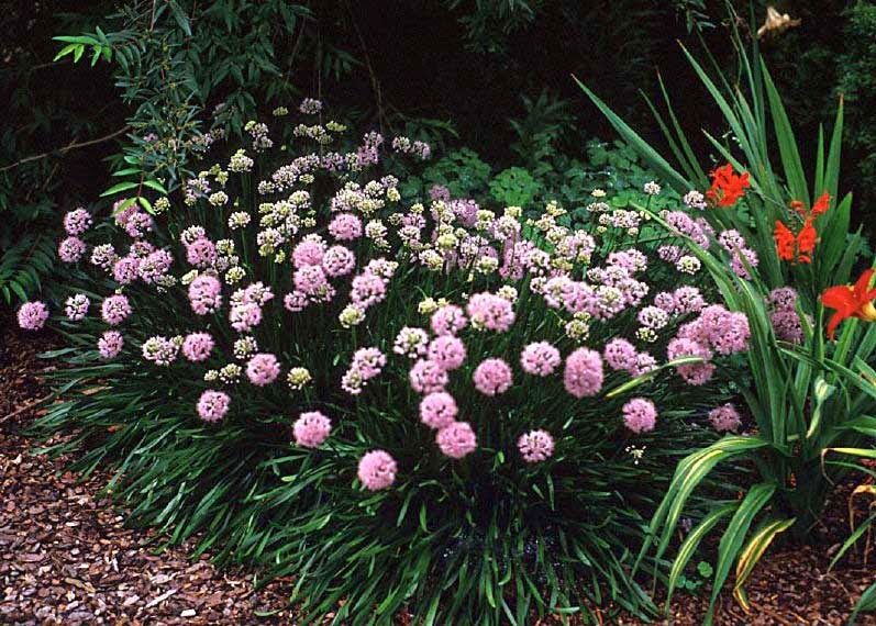 Beechwood Landscape Architecture and Construction Lavender Globe Lily