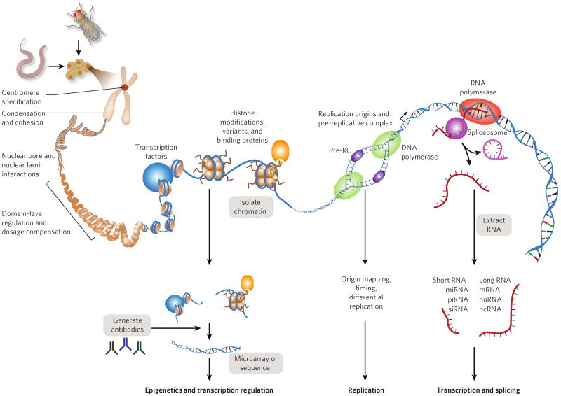 Al Fin 4 Million Switches to Control 20,000 Genes An Ongoing