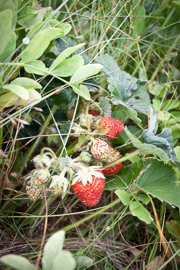 Knit Nat Wild Alaska Strawberries I love this state!