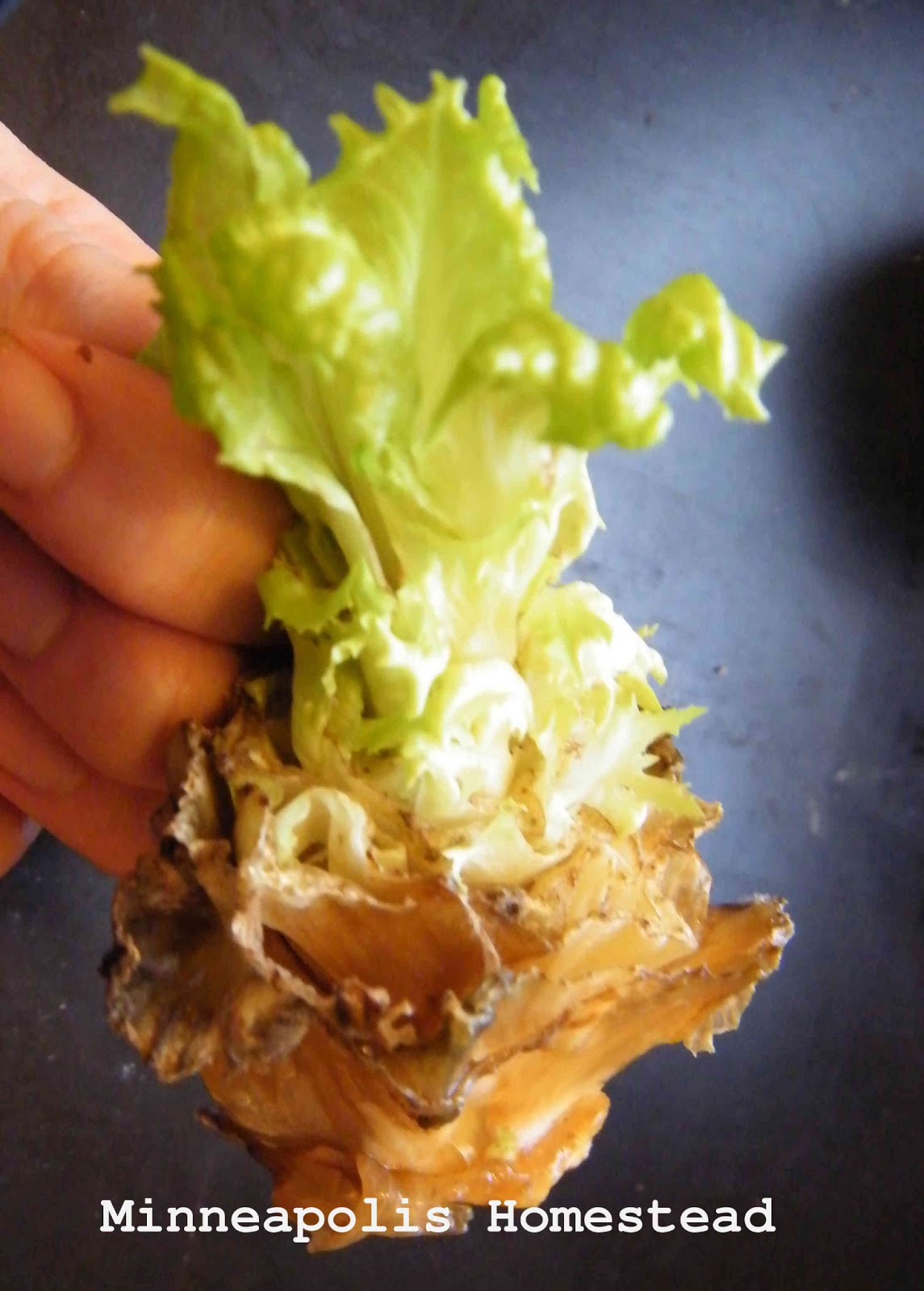 Grow Lettuce From Stumps Does it Work? Minneapolis Homestead