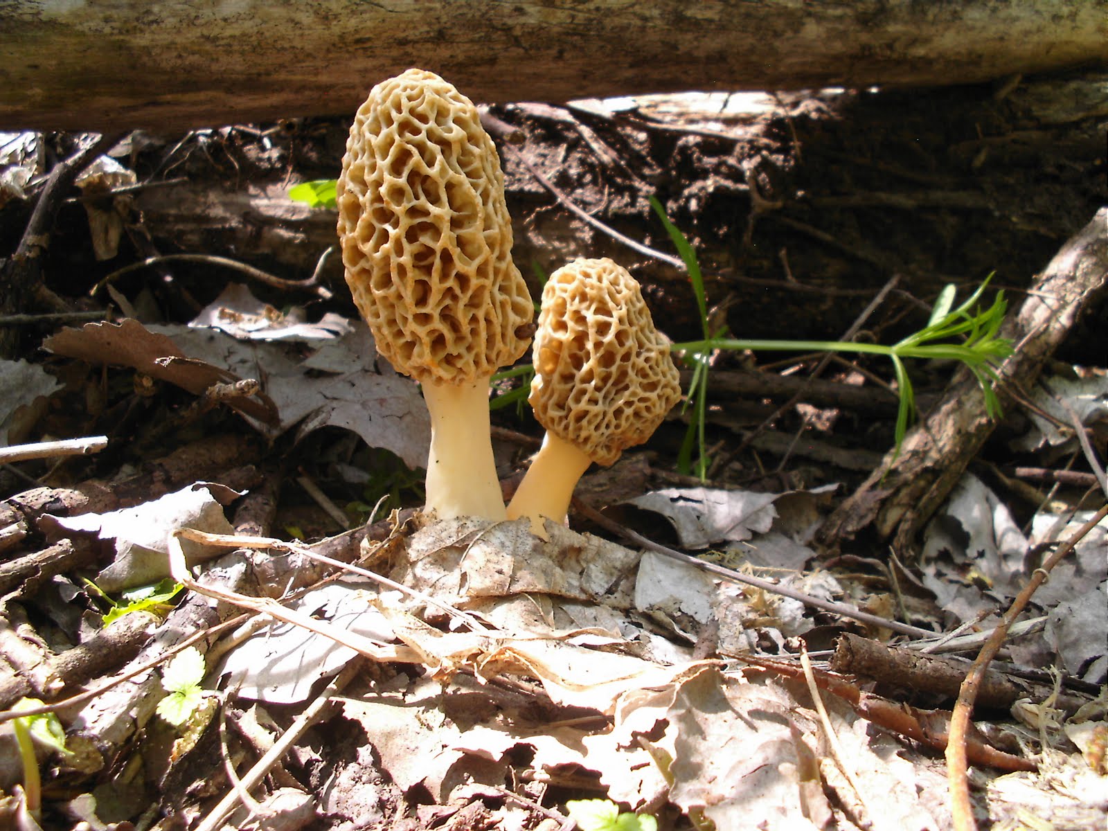Mid Missouri Morels and Mushrooms April 2011