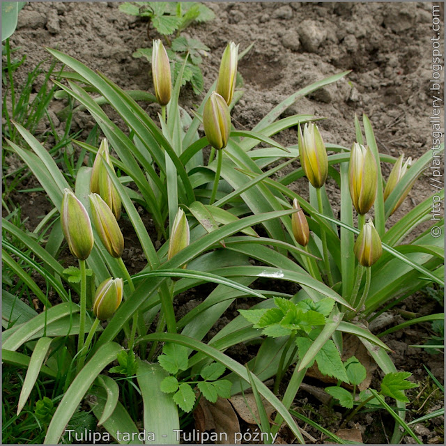 Tulipa tarda flower buds - Tulipan późny pąki kwiatowe