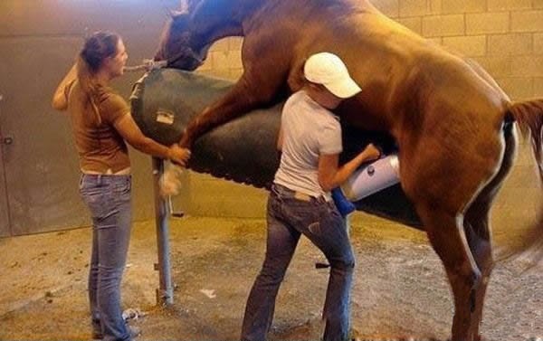 Beauty of Horse Breeding Artificial Insemination - Pix ... Beauty of Horse Breeding Artificial Insemination - Pix ...