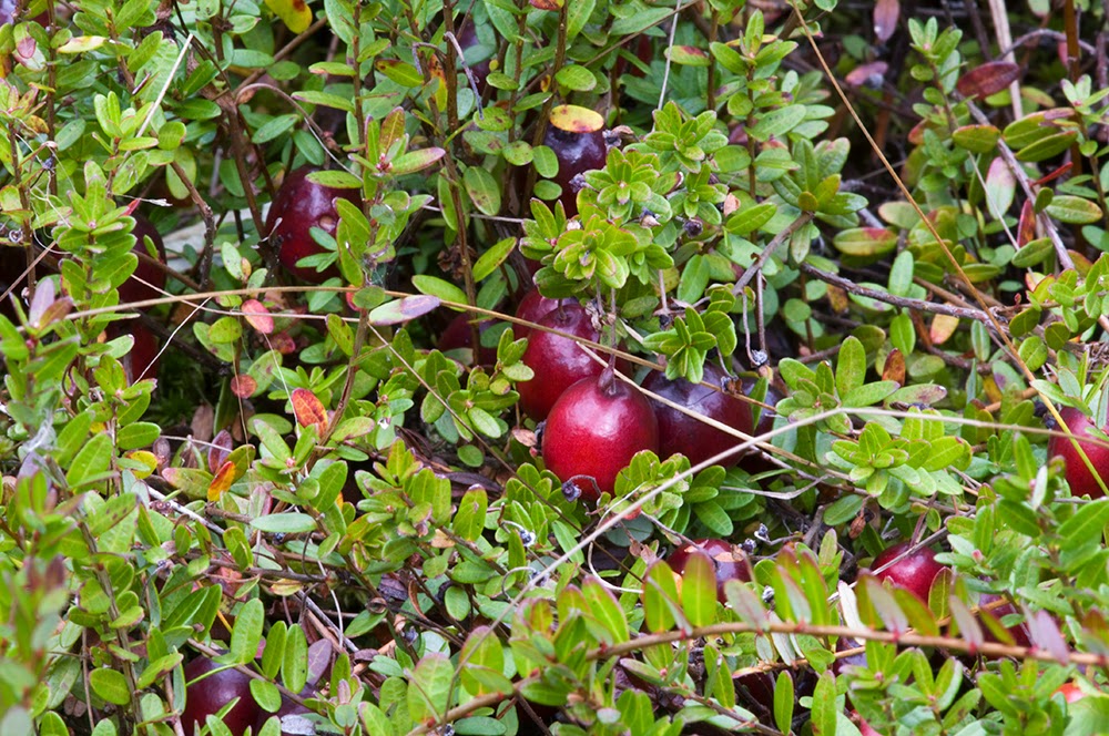 bog berries griftlands