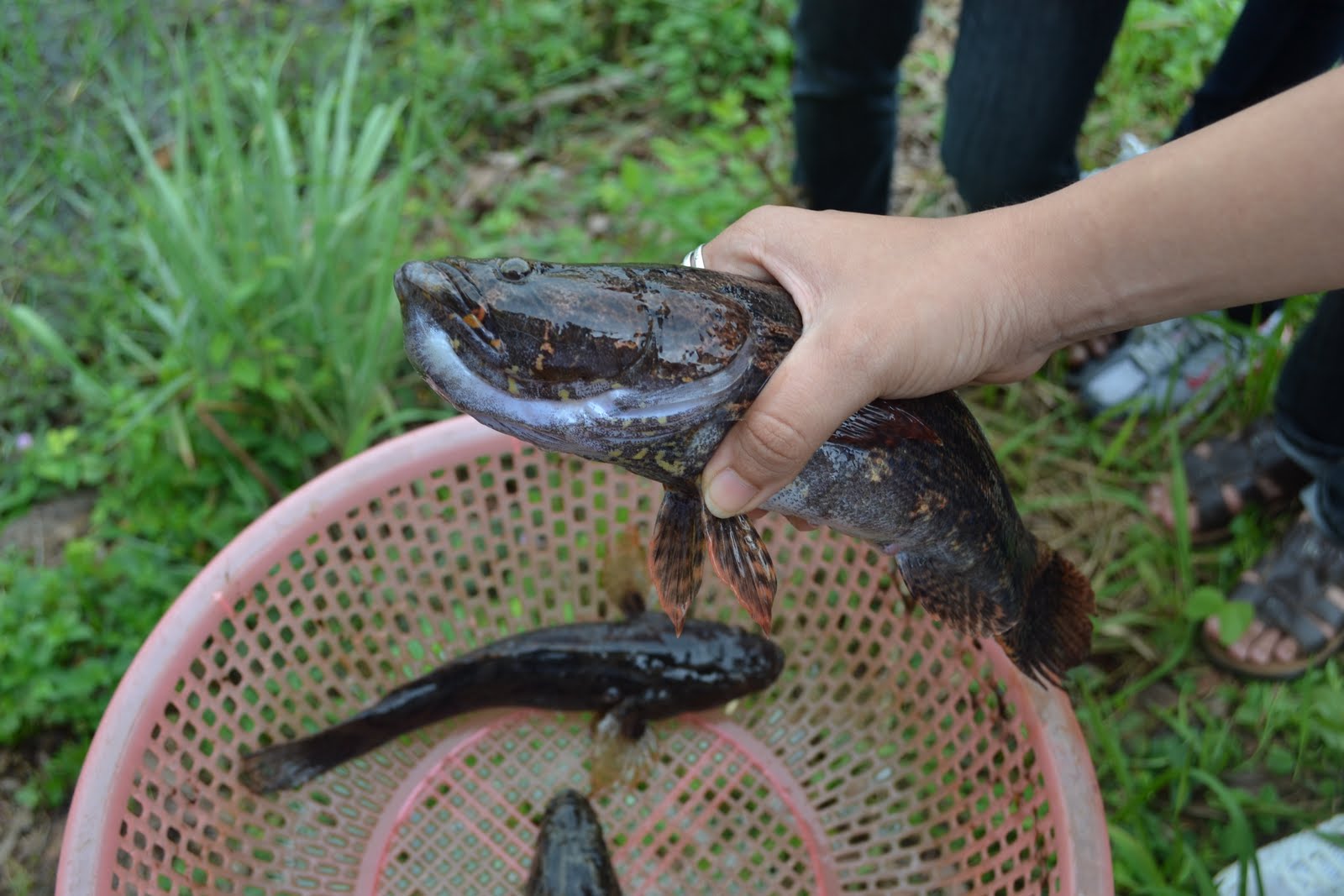 VIETNAM FISH FARM Type of Fishes