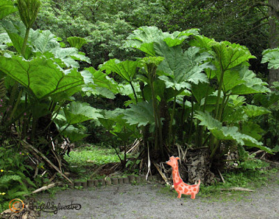 Hals the Neckshund dog investigating the Gunnera plants The Neckmanns of Giraffe World Storytelling by North East Artist Ingrid Sylvestre at University of Durham Botanic Garden featuring her characters the Neckmanns in their World Artwork and Stories by Ingrid Sylvestre UK Artist & Writer Hals the Neckshund dog investigating the Gunnera plants The Neckmanns of Giraffe World Storytelling by North East Artist Ingrid Sylvestre at University of Durham Botanic Garden featuring her characters the Neckmanns in their World Artwork and Stories by Ingrid Sylvestre UK Artist & Writer